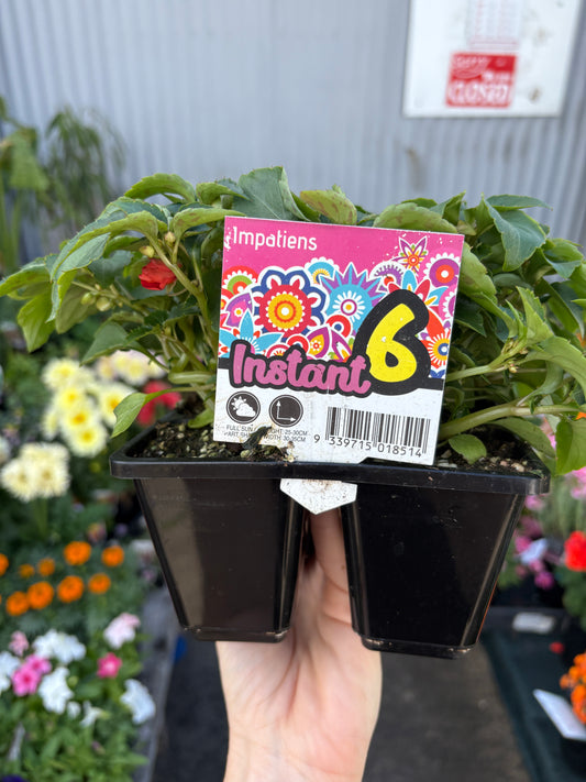 Impatiens Beacon Mix
