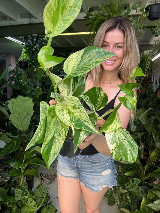 Pothos Marble Queen