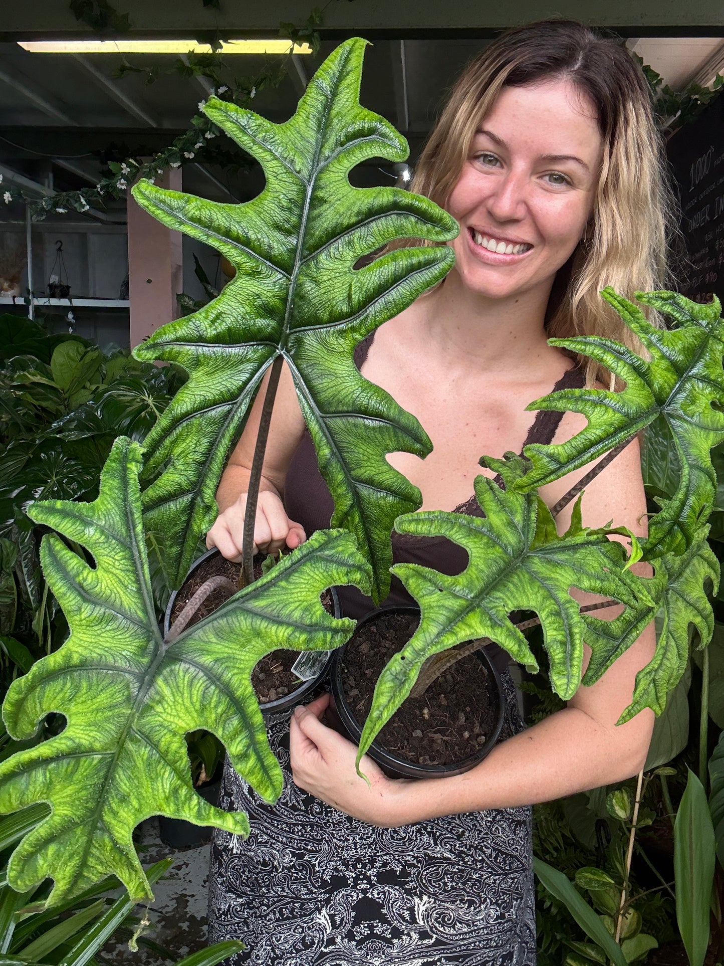 Alocasia Jacklyn