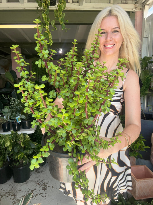 Good Luck Jade Plant
