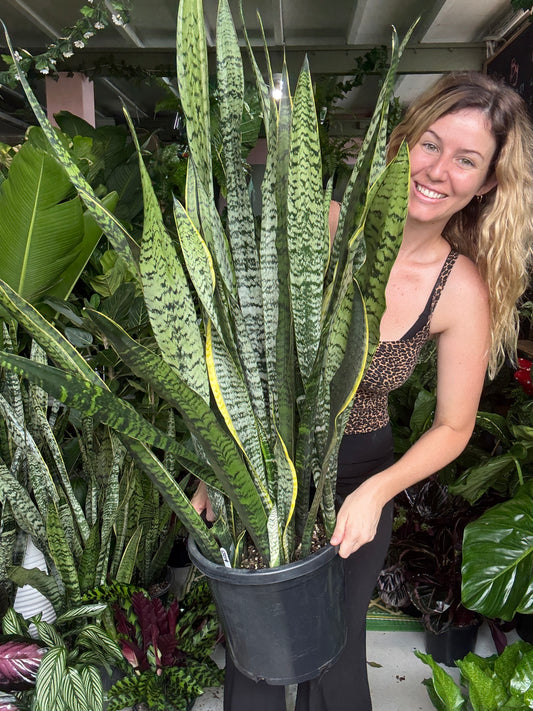 XL Snake Plant
