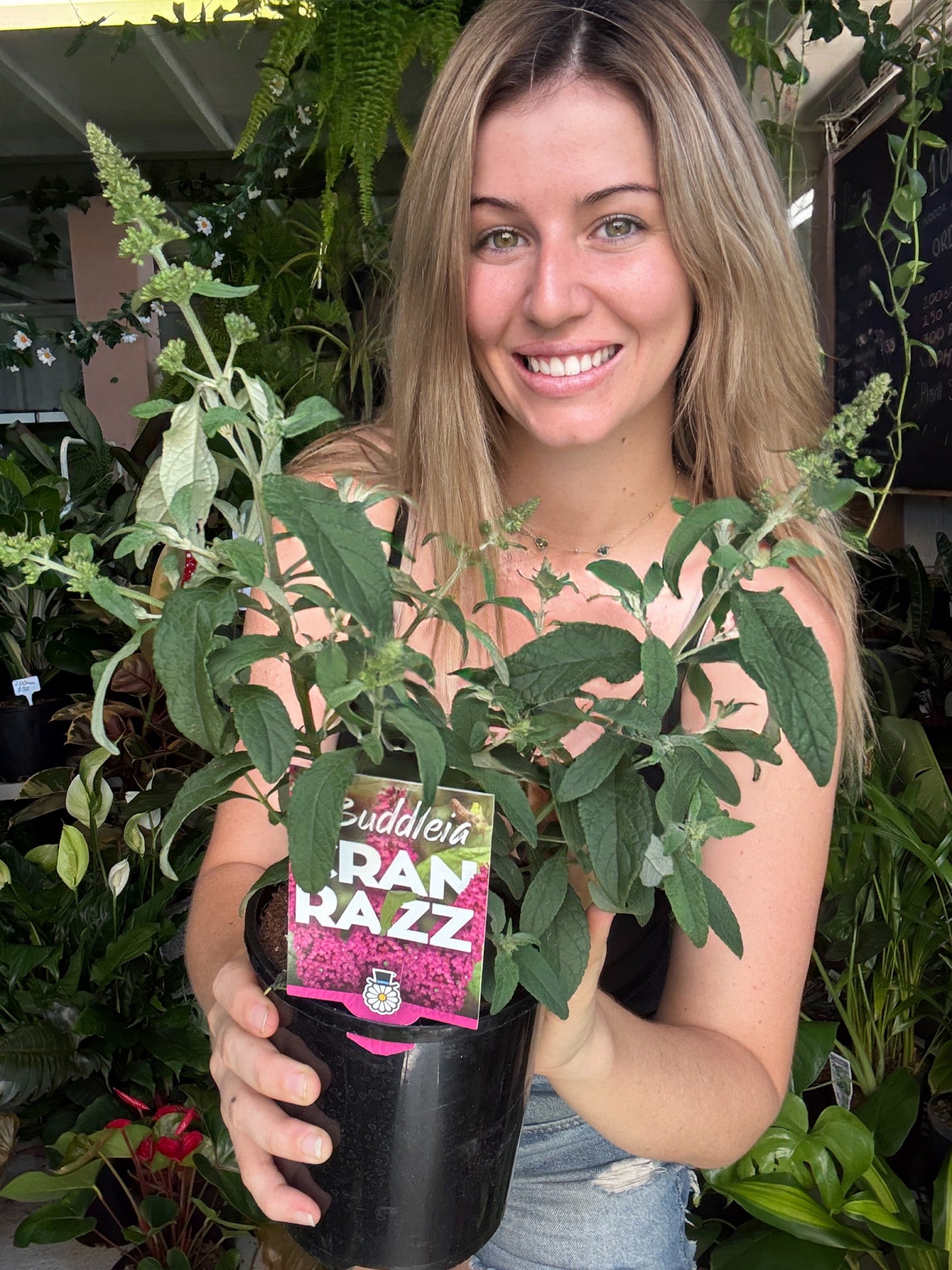 Buddleja ‘CranRazz’ – Butterfly Bush ❤️🦋