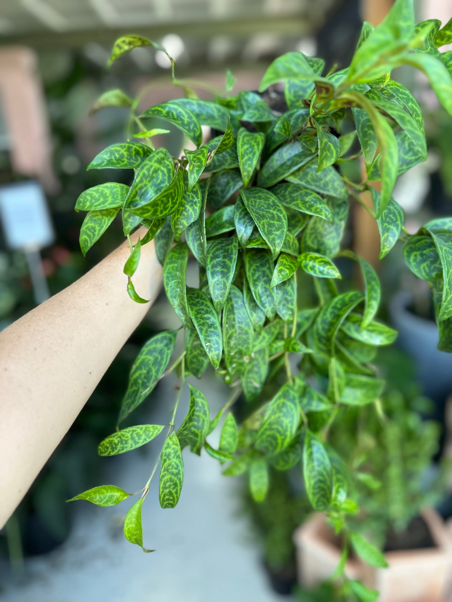 Black Pagoda Lipstick Plant