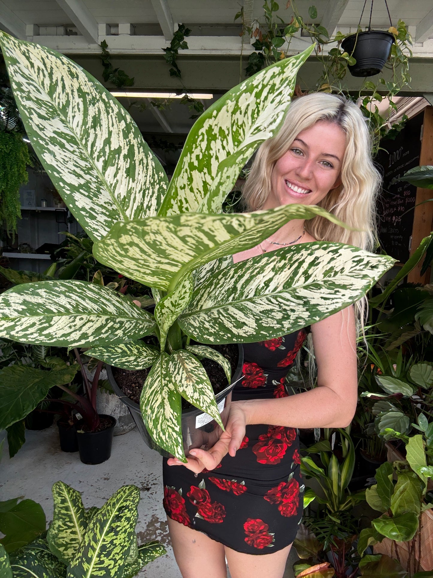 Dieffenbachia White Blizzard