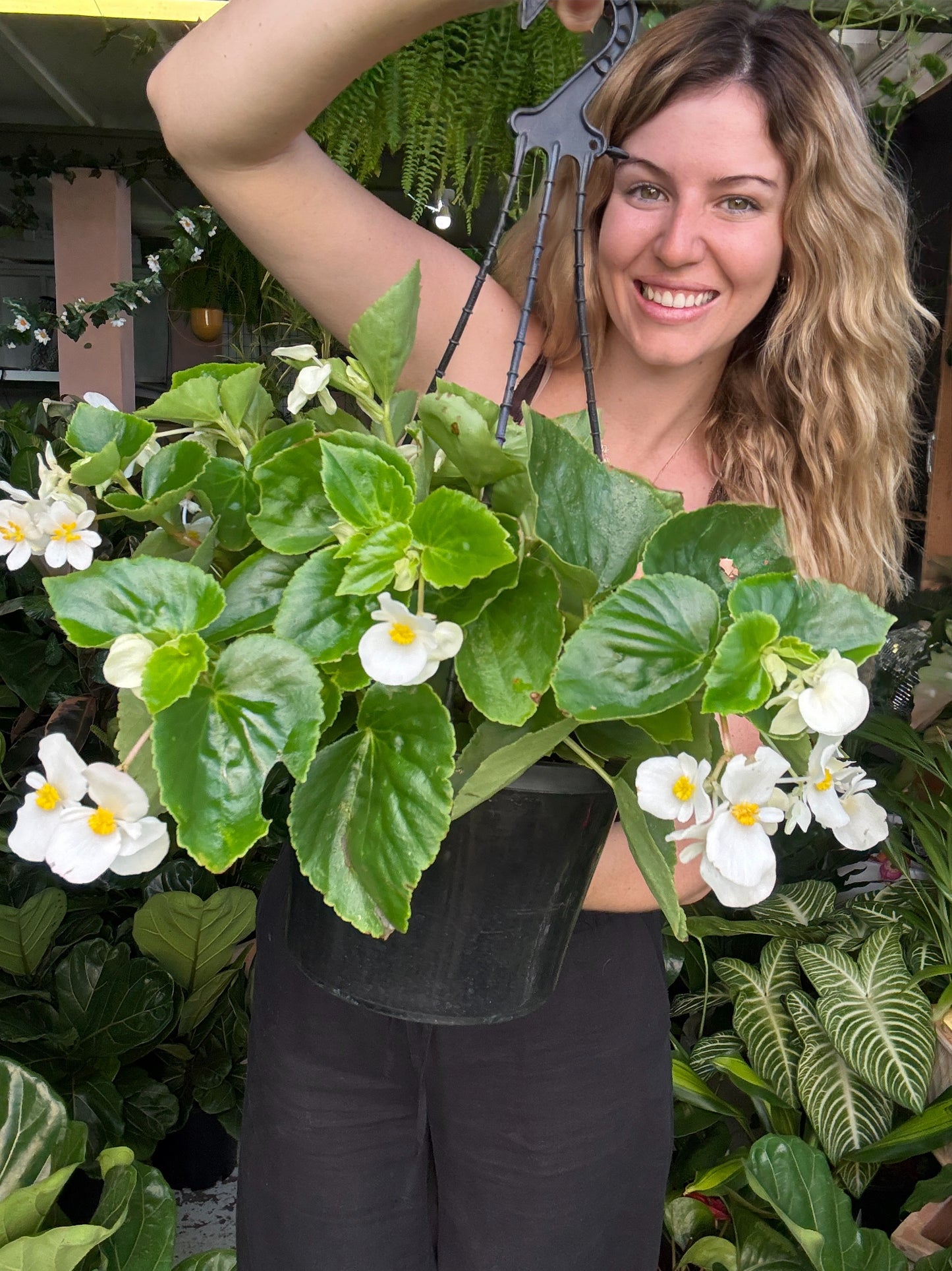 Begonia Hula White Hanging Basket