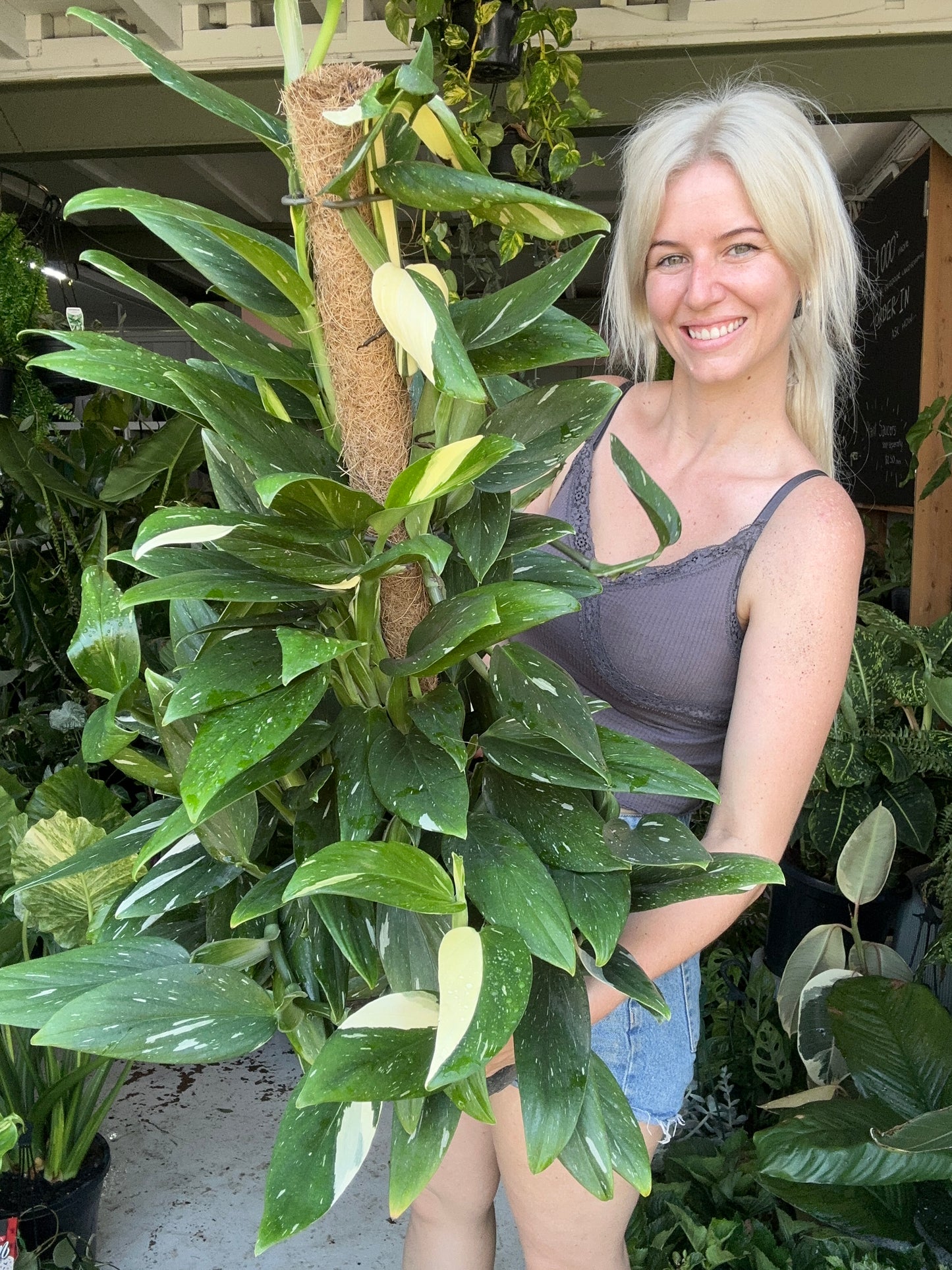 Giant Monstera Standleyana Totem