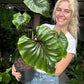 Colocasia Pharaoh Mask