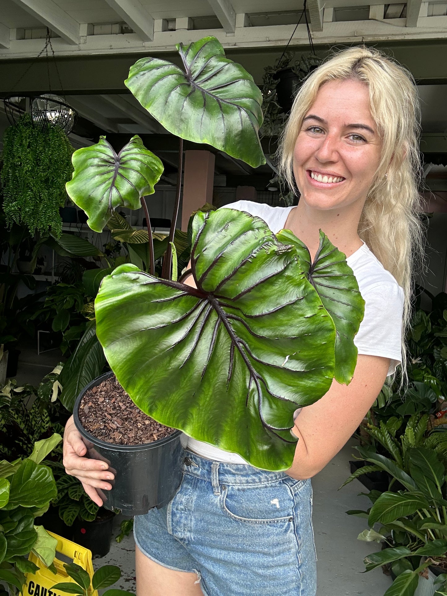 Colocasia Pharaoh Mask