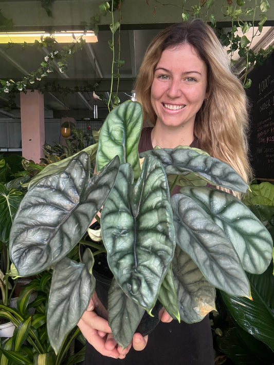 Alocasia ‘Silver Dragon’
