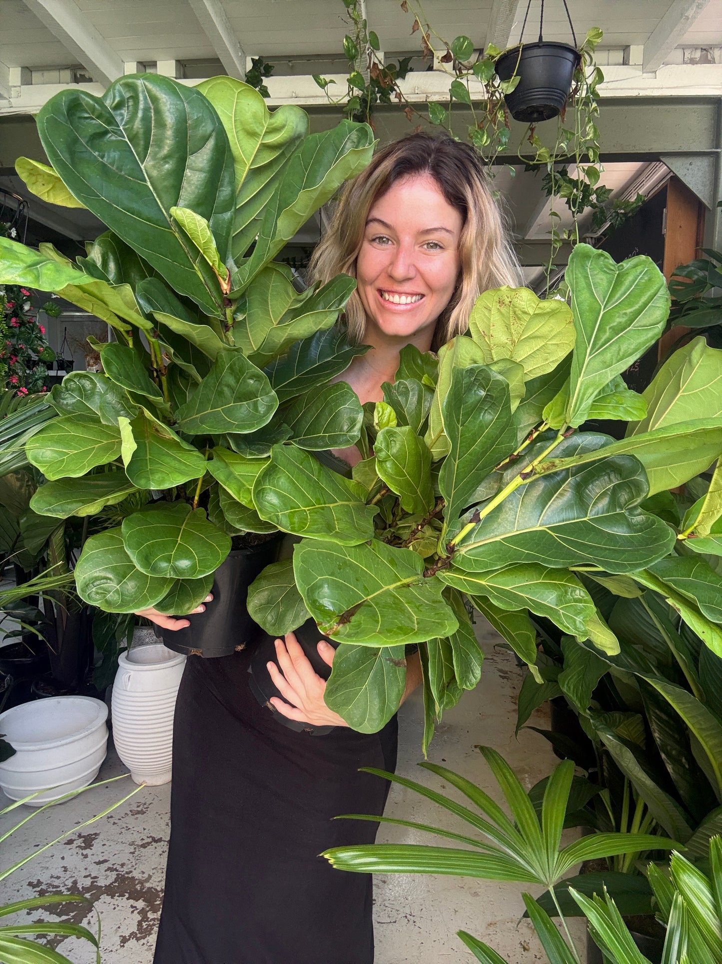 Fiddle Leaf Fig