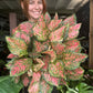 Aglaonema Wishes