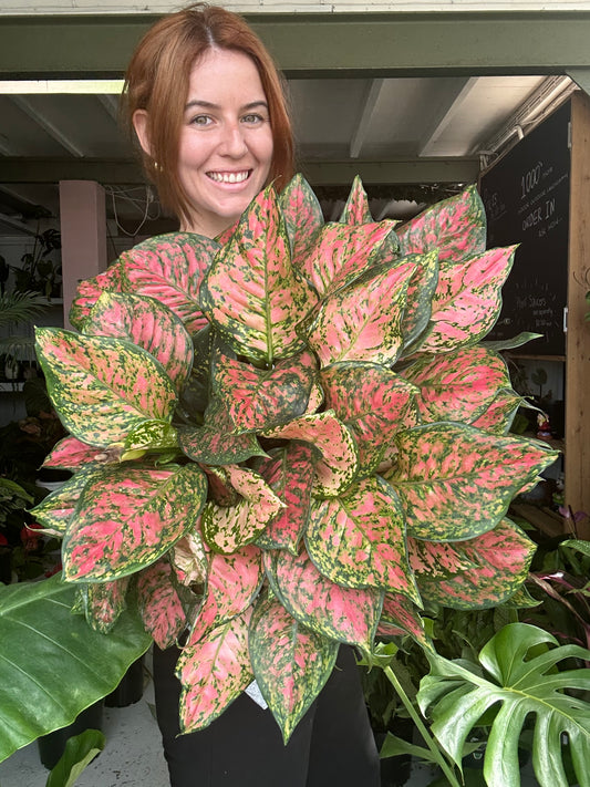 Aglaonema Wishes