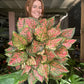 Aglaonema Wishes