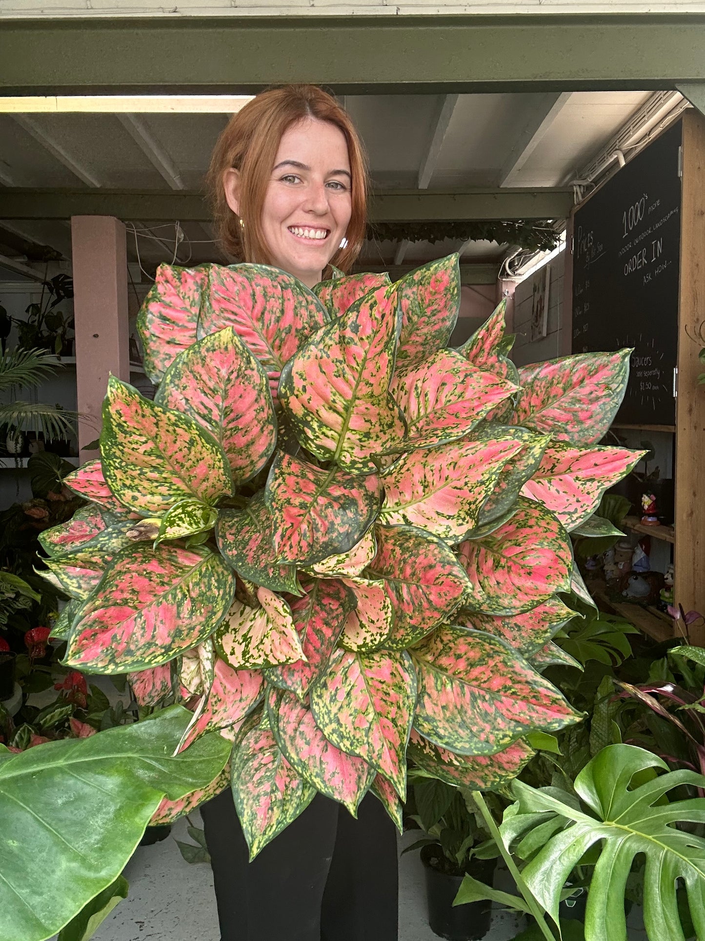 Aglaonema Wishes