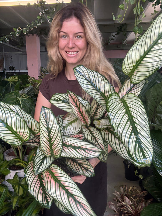 Calathea White Star