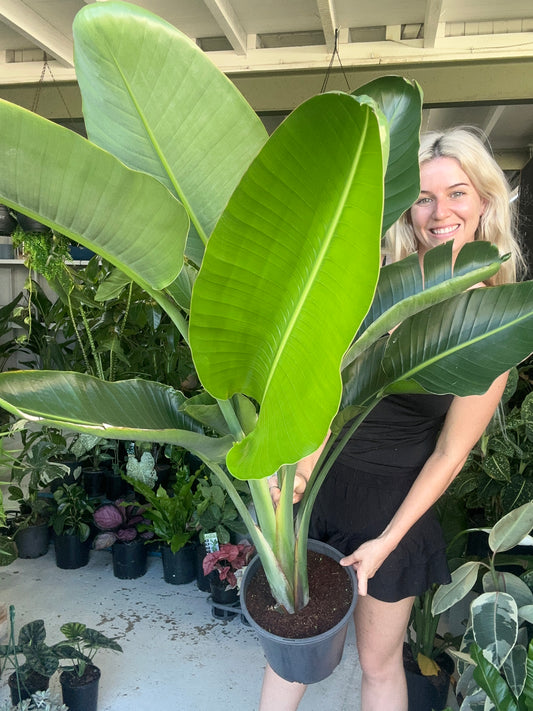 Bird of Paradise (Strelitzia Nicolai) Double Planted Deal