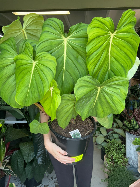 Philodendron Dean McDowell