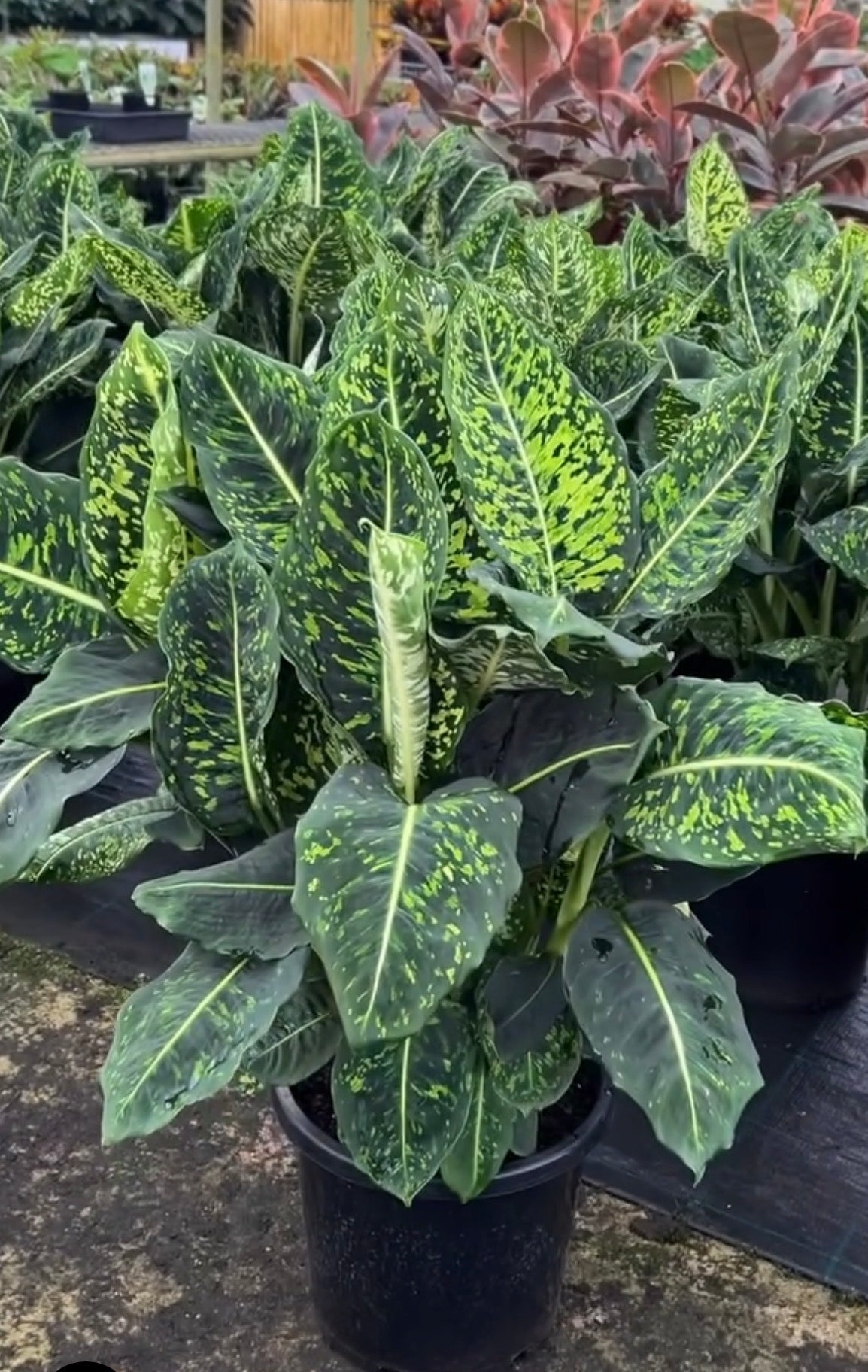Deiffenbachia Reflector Large