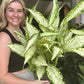 Dieffenbachia