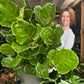 Large Fiddle Leaf Fig