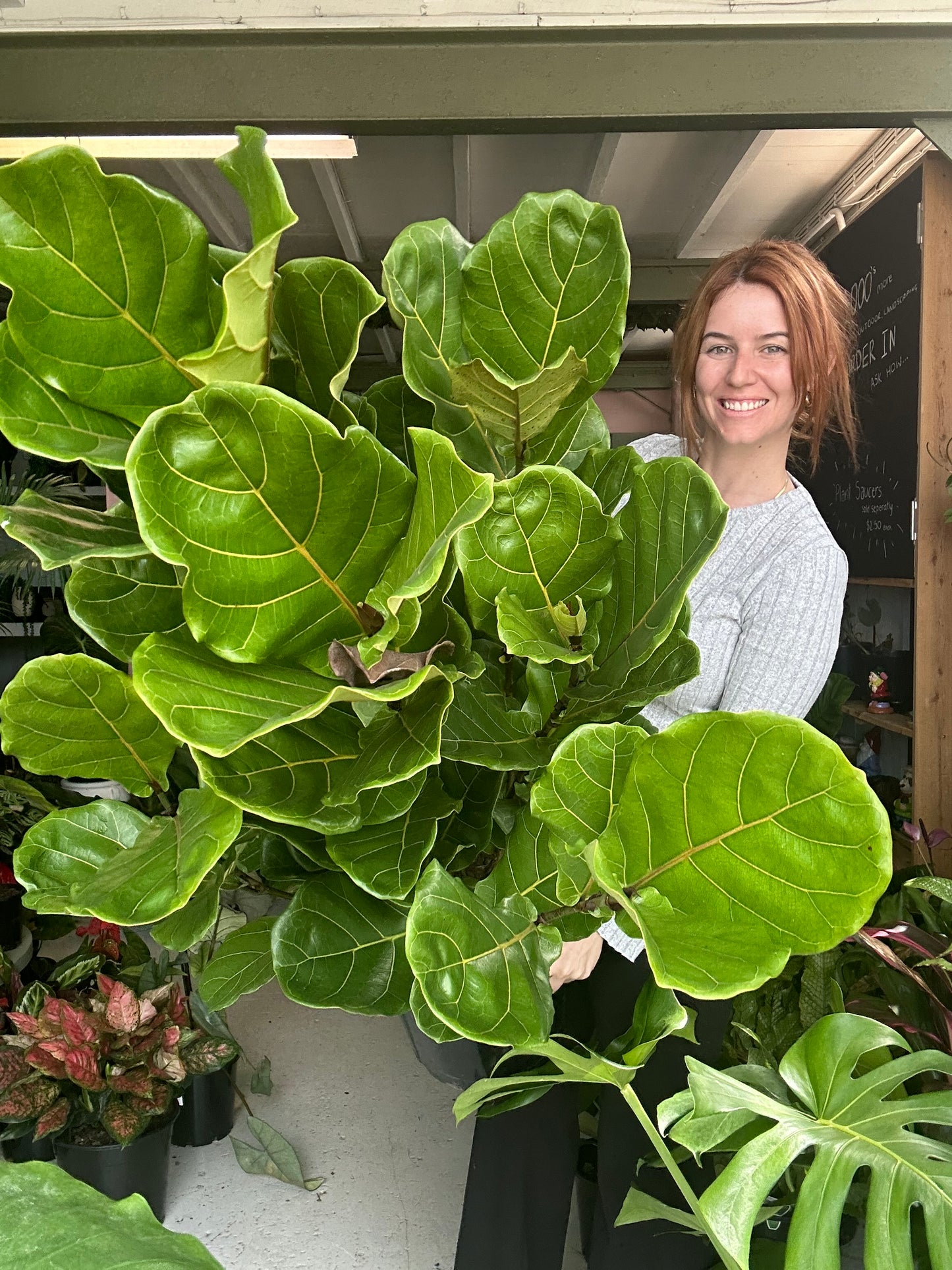 Large Fiddle Leaf Fig