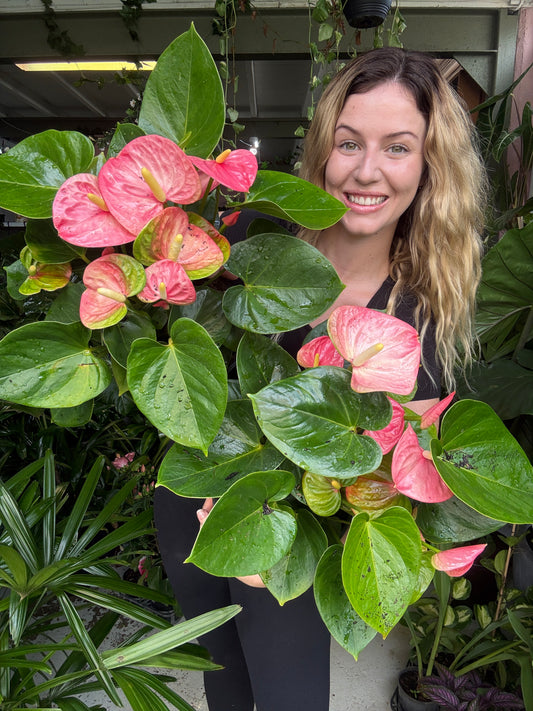 Anthurium ‘Pink'