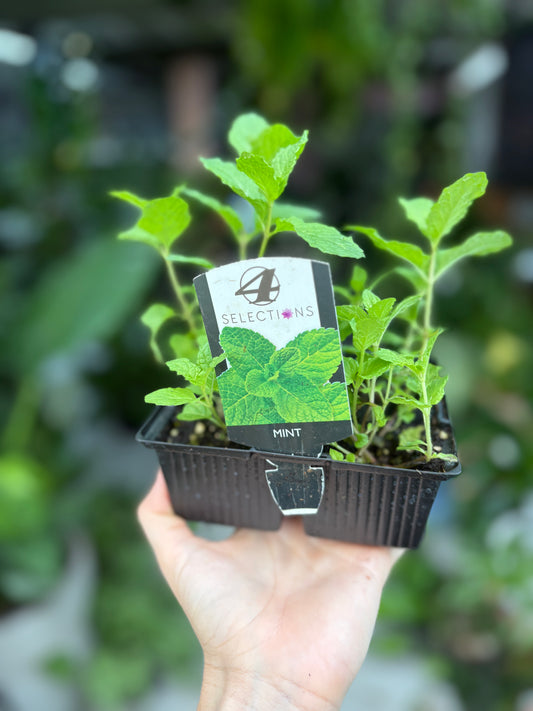 Mint