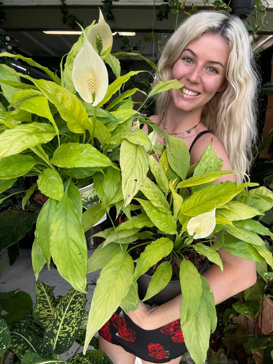 Spathiphyllum Mojo Lime