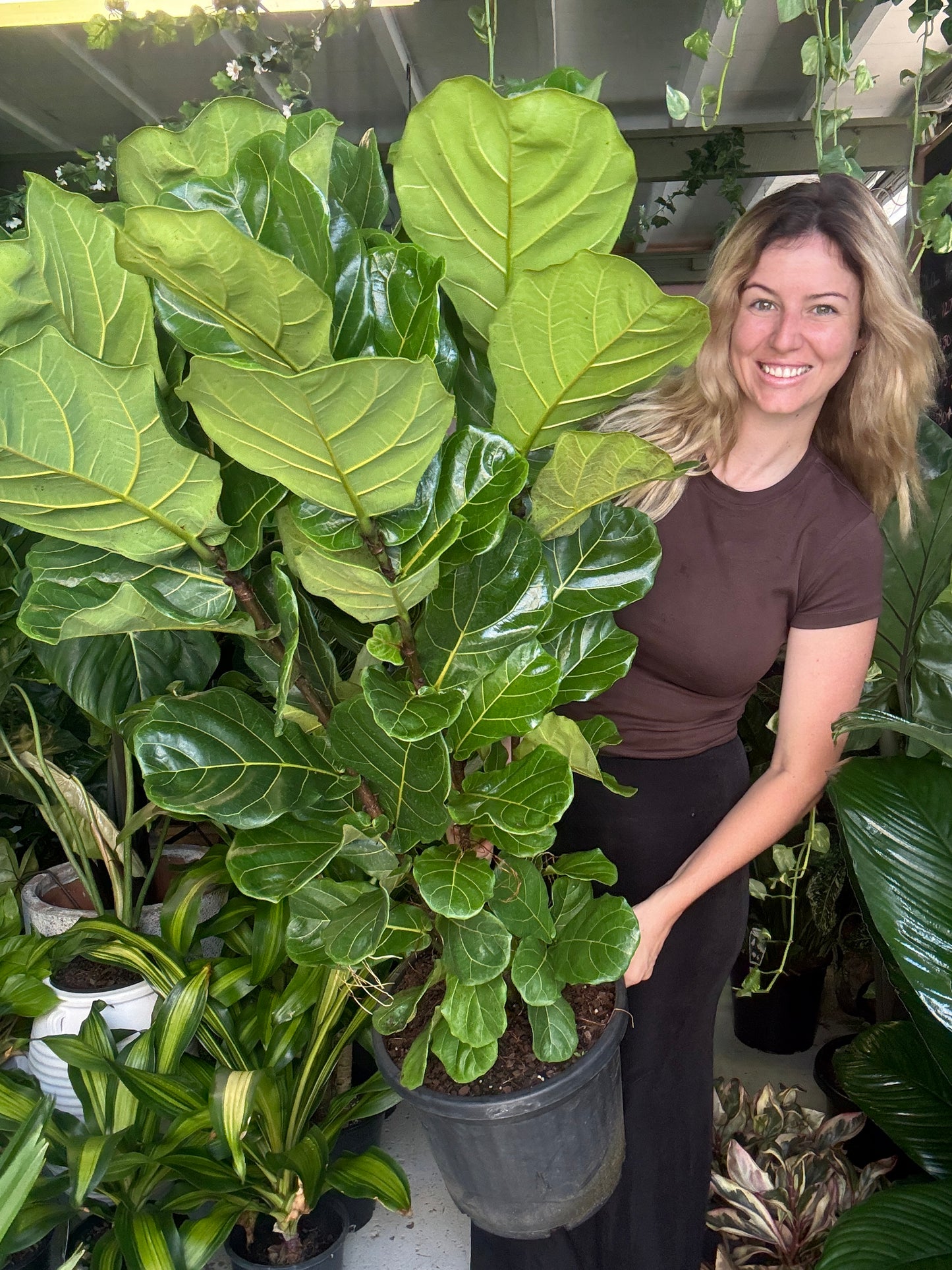 Fiddle Leaf Fig (Large)