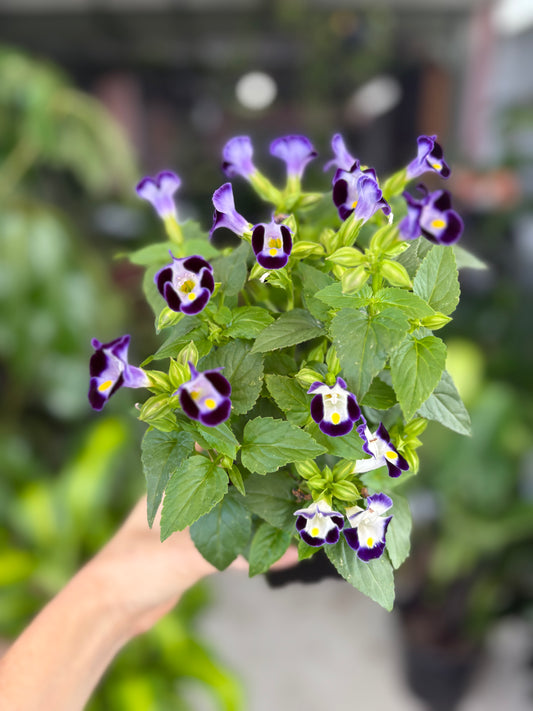 Torenia