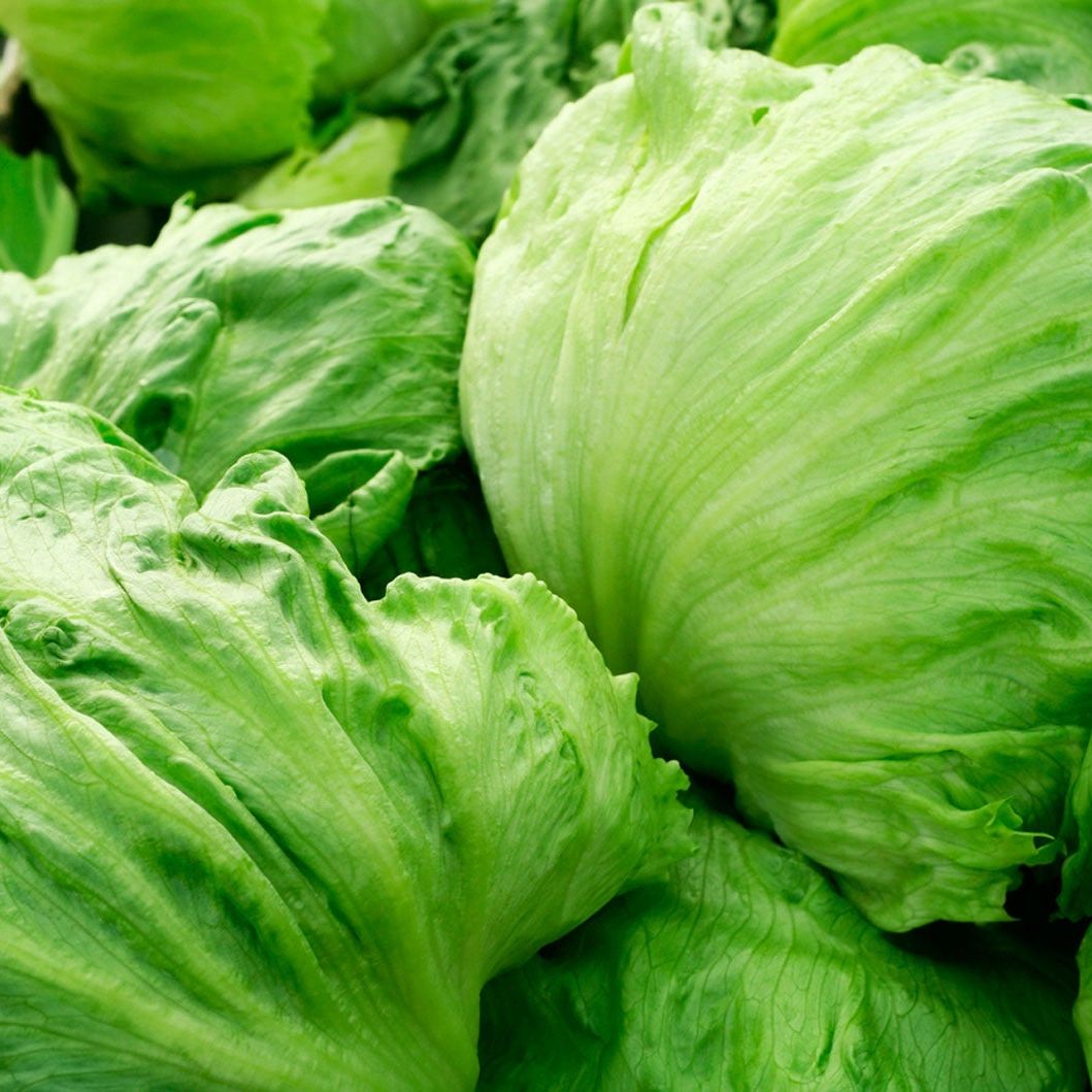 Iceberg Lettuce – Metric Punnet