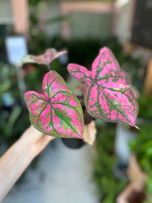 Caladium Purple Lights