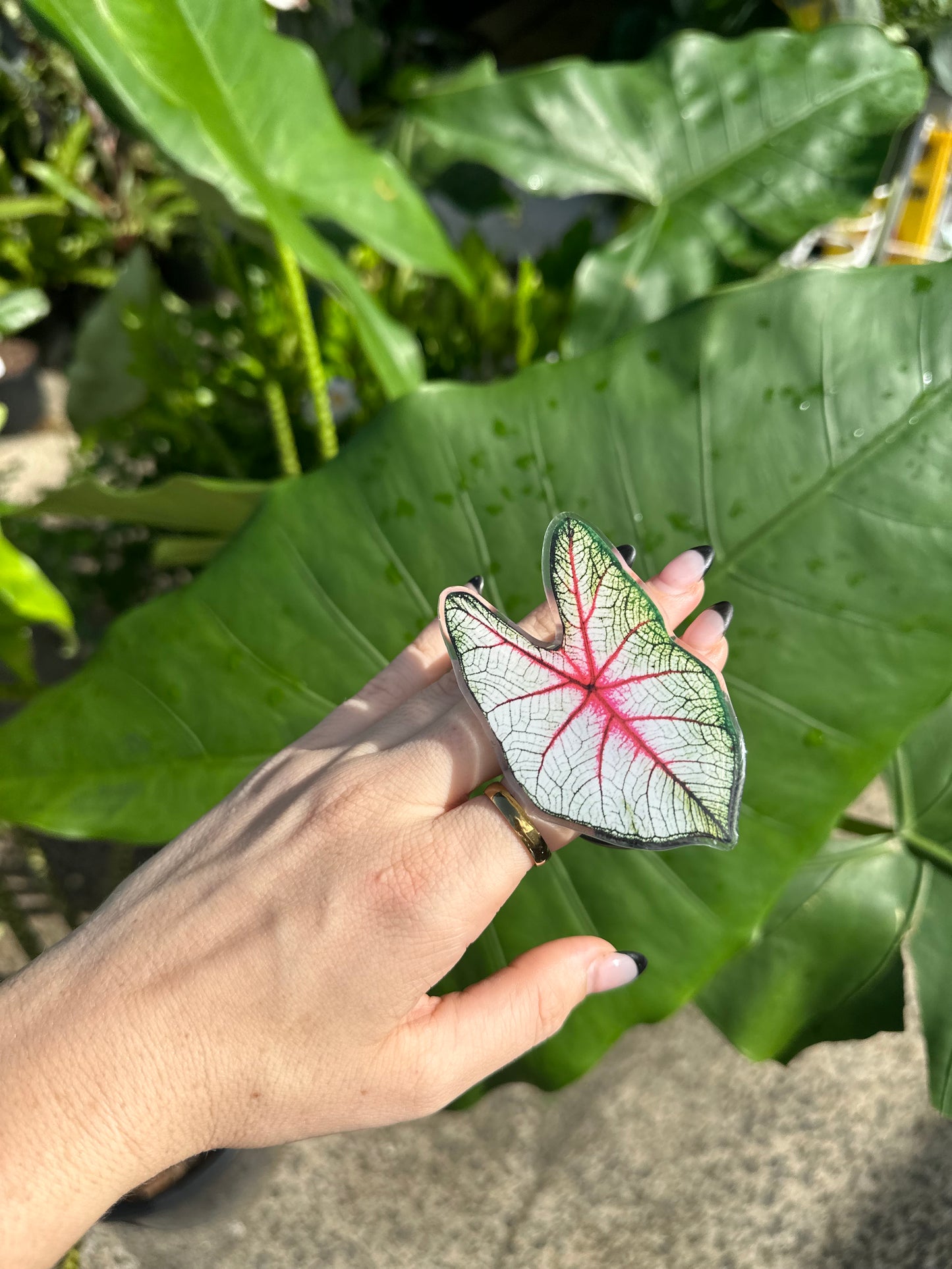 Caladium White/Pink Phone PopIt