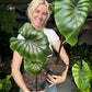 Colocasia Pharaoh Mask