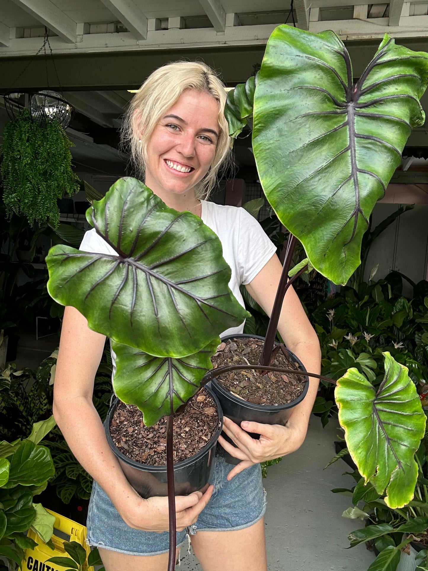 Colocasia Pharaoh Mask