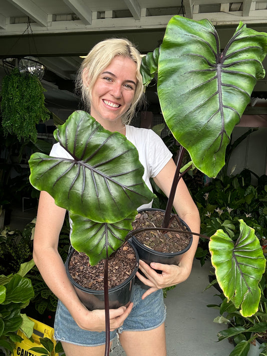 Colocasia Pharaoh Mask