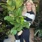 Fiddle Leaf Fig