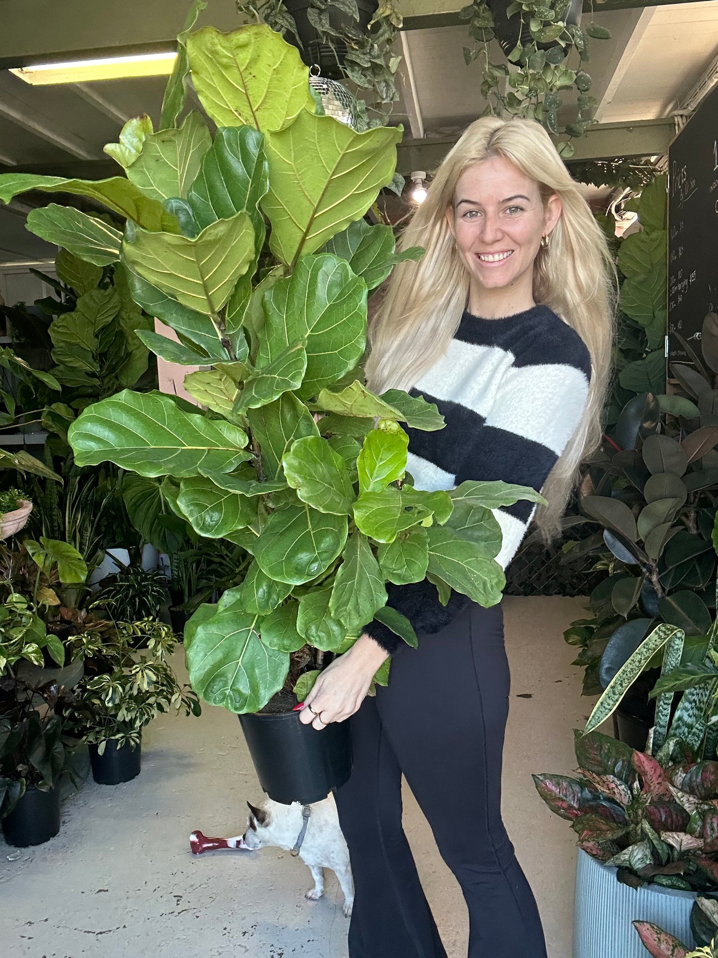 Fiddle Leaf Fig