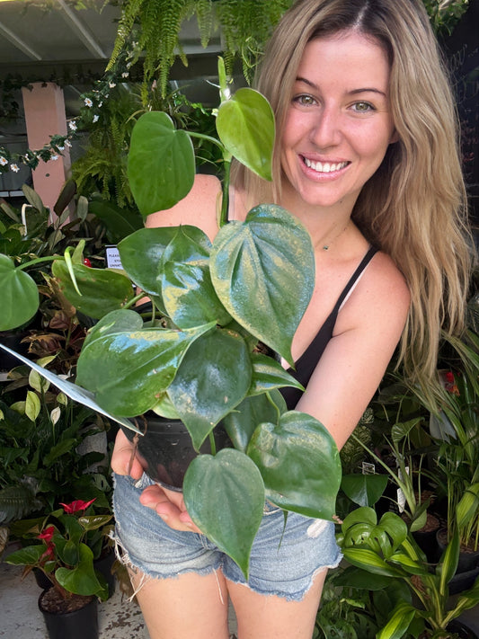 Philodendron Heartleaf