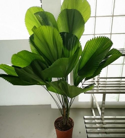 Licuala Grandis - Ruffled Fan Palm