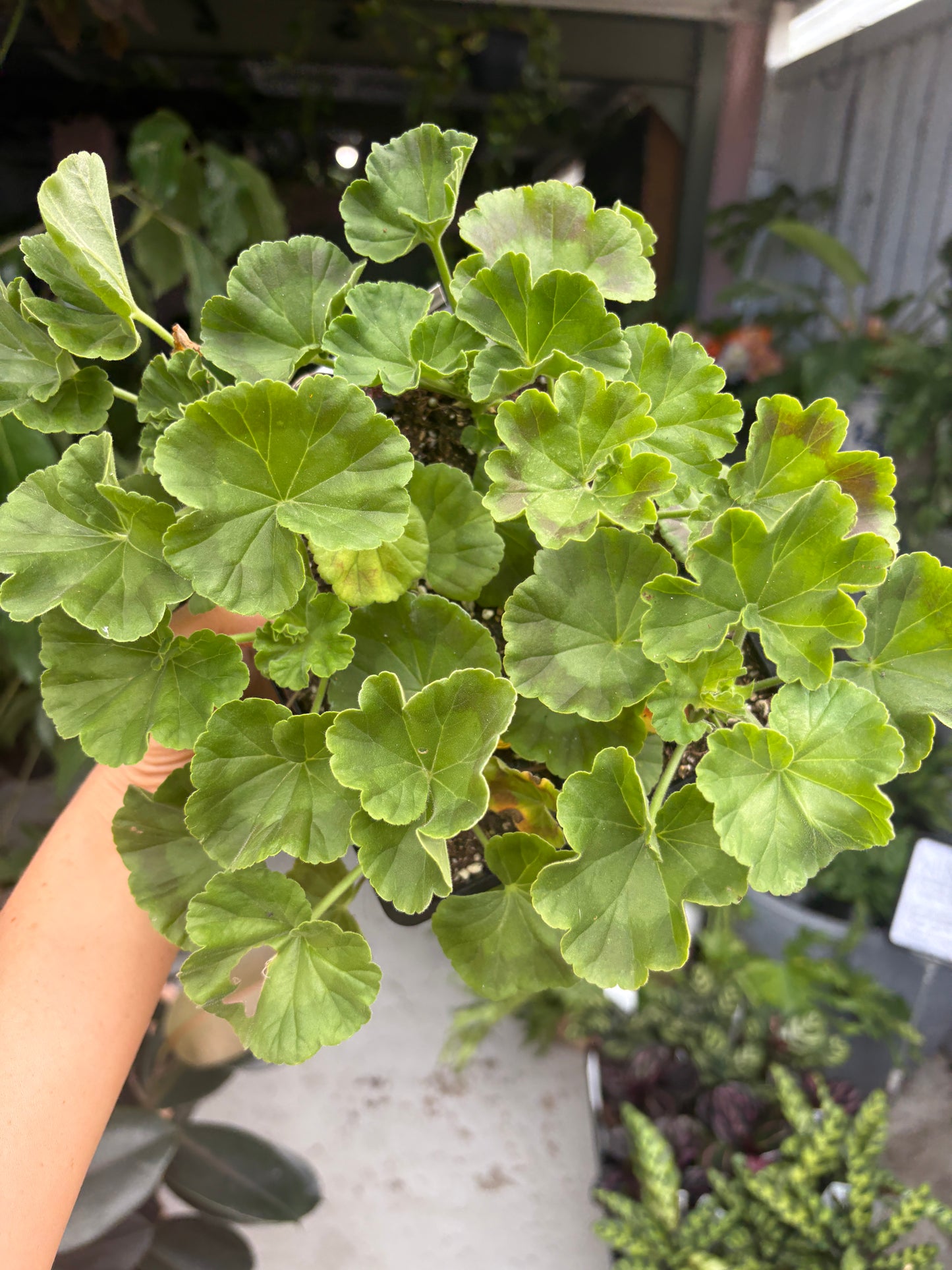 Geranium Bulls Eye Mix 6 pack JUMBO