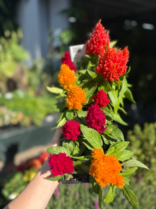 Celosia ‘Ice Cream’ 10 pack
