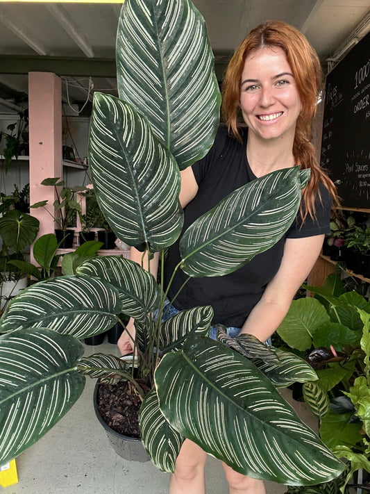 Calathea Ornata