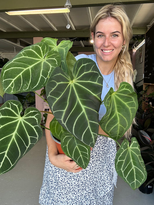 anthurium crystallinum x magnificum