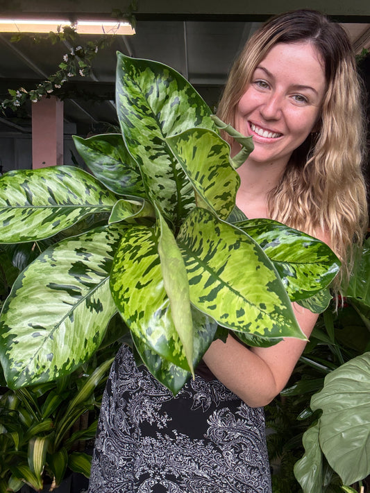 Homalomena Camoflague