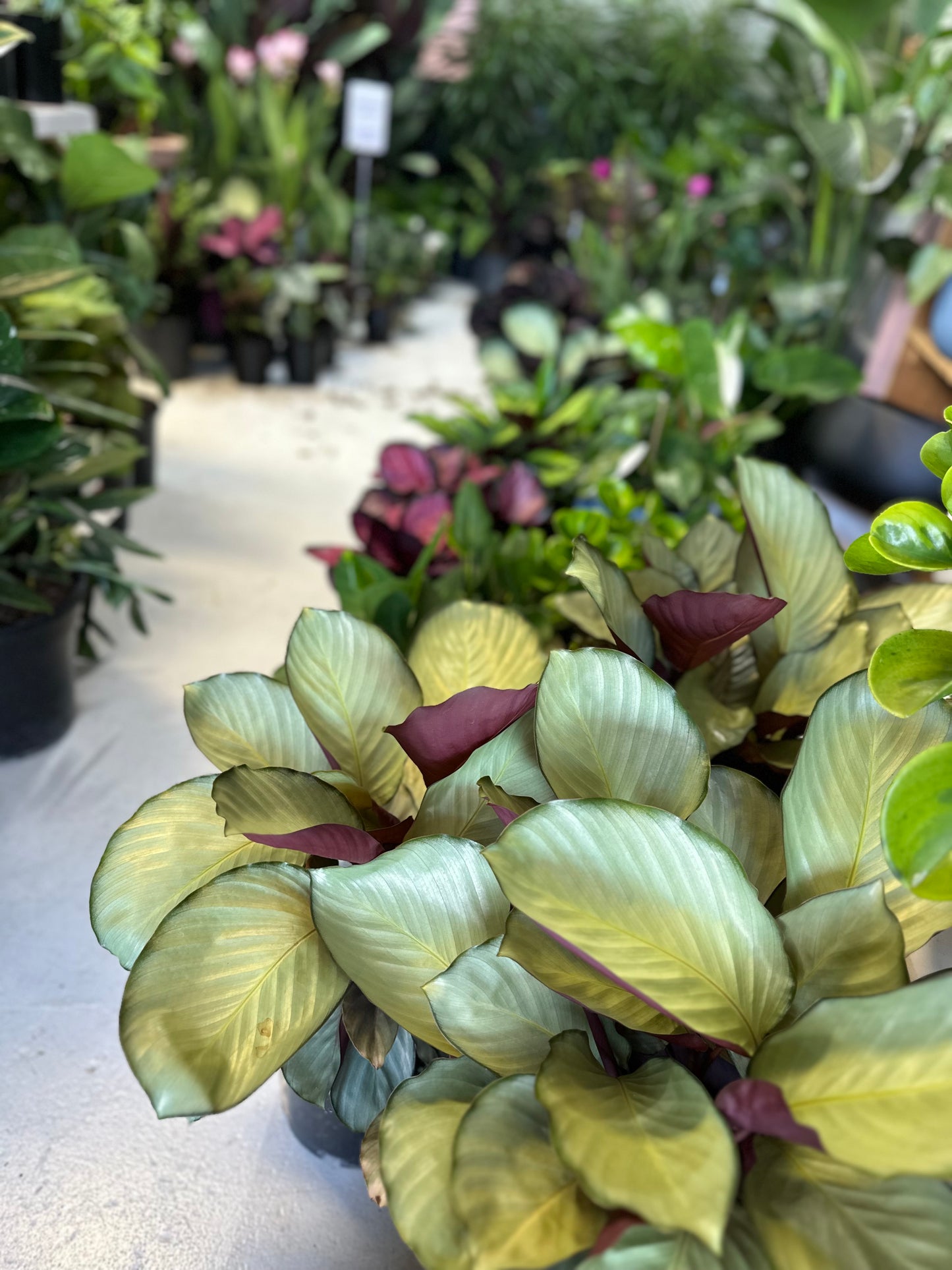 Calathea Silver Plate