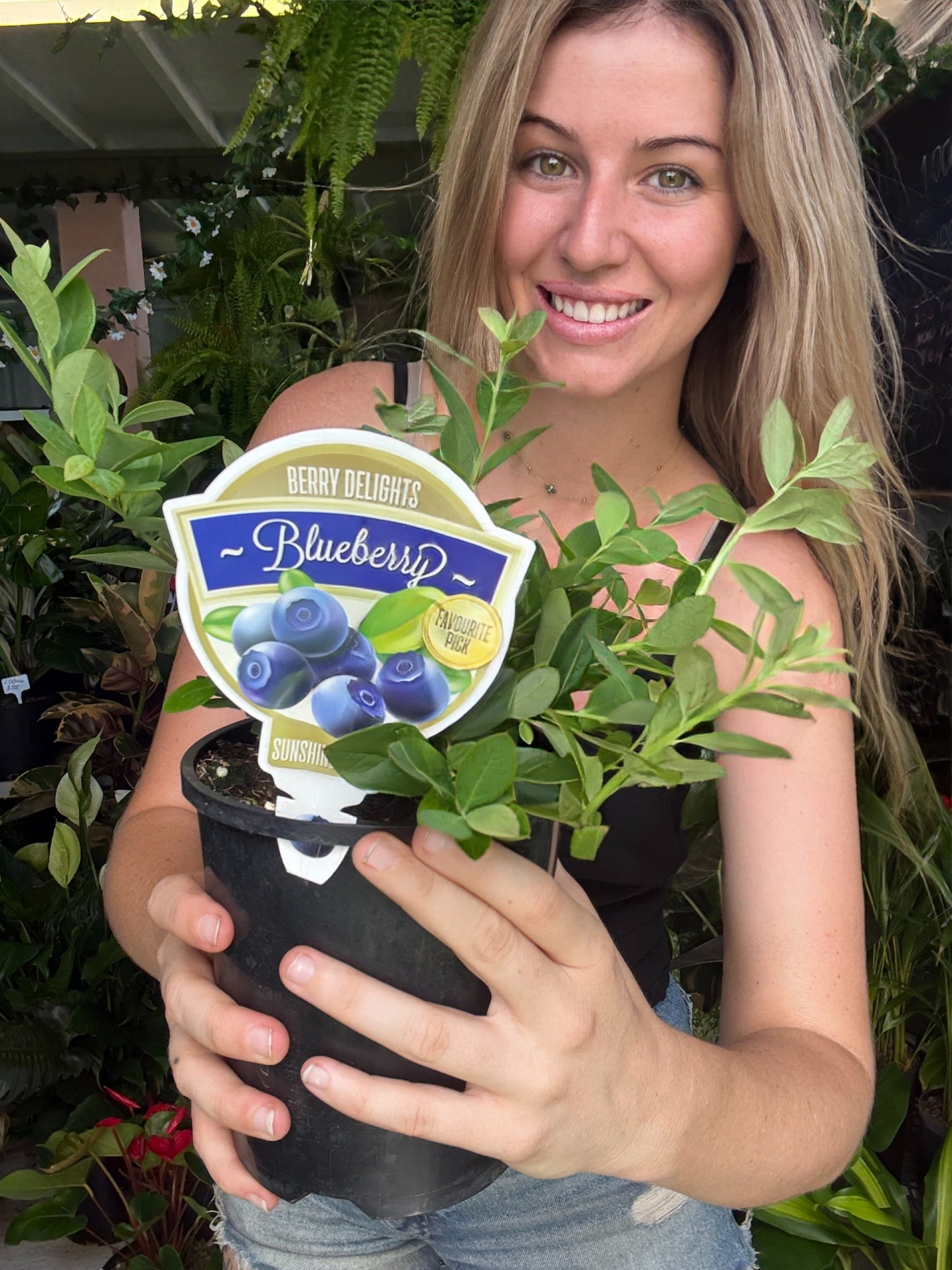 Blueberry ‘Sunshine Blue’ 🫐💙