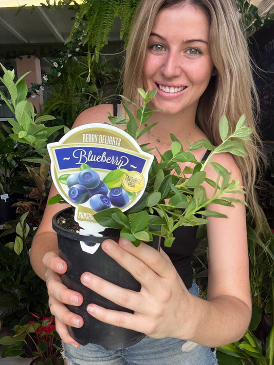 Blueberry ‘Sunshine Blue’ 🫐💙