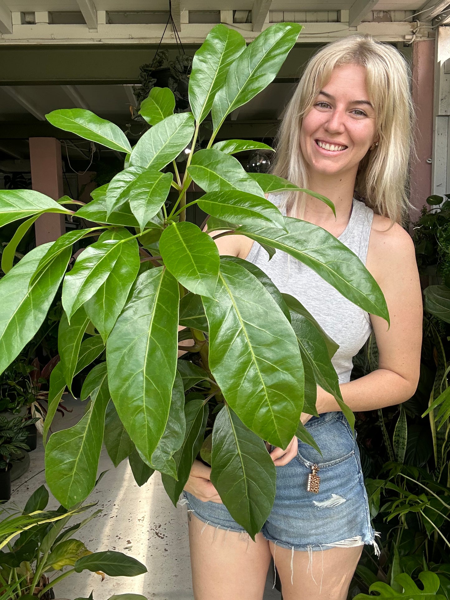 Schefflera Amate