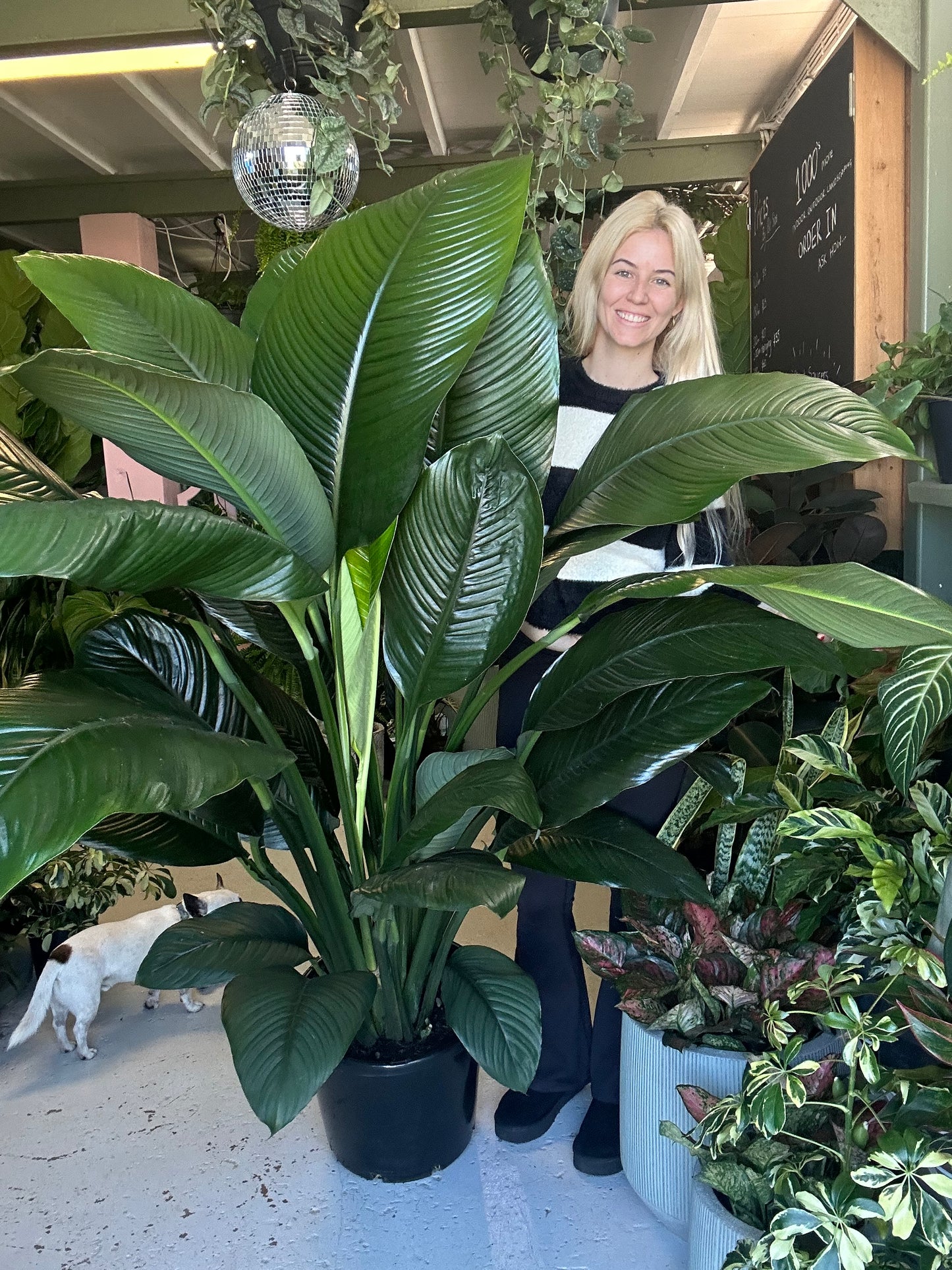 Giant Spathiphyllum Sensation